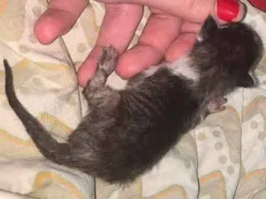 Gato raça  idade Abaixo de 2 meses nome Gato