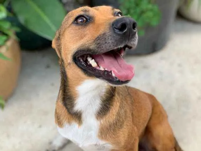 Cachorro raça SRD-ViraLata idade 1 ano nome Betty