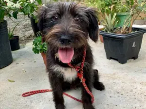Cachorro raça SRD-ViraLata idade 1 ano nome Trixie