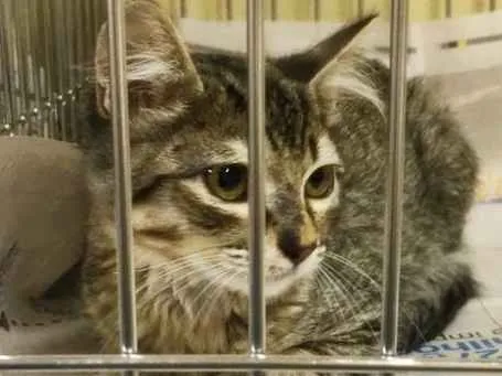 Gato raça SRD-ViraLata idade 2 a 6 meses nome TIGRADA DA ROSE