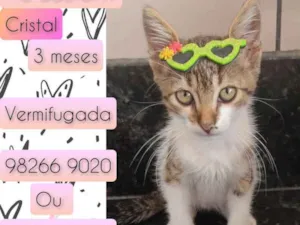 Gato raça SRD idade 2 a 6 meses nome Cristal