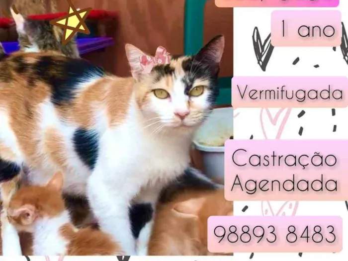 Gato raça SRD idade 1 ano nome Lady gaga