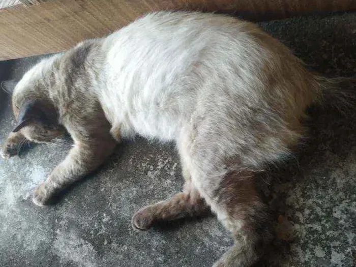 Gato ra a Siames idade 5 anos nome Totó