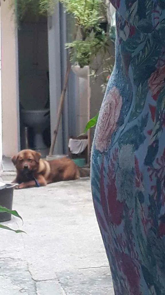 Cachorro raça Chou  chou  idade 7 a 11 meses nome Thor