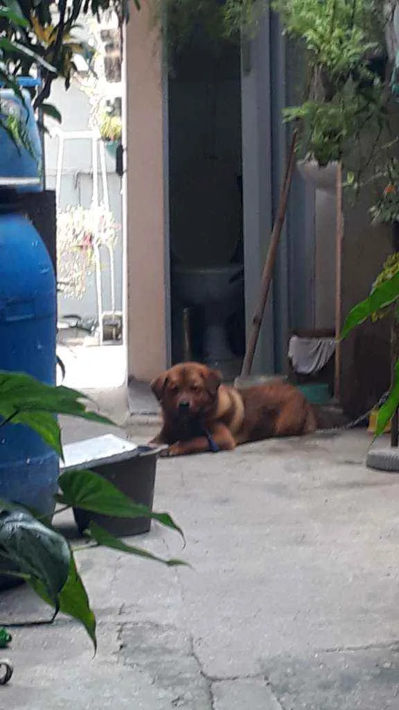 Cachorro raça Chou  chou  idade 7 a 11 meses nome Thor