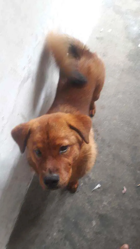 Cachorro raça Chou  chou  idade 7 a 11 meses nome Thor