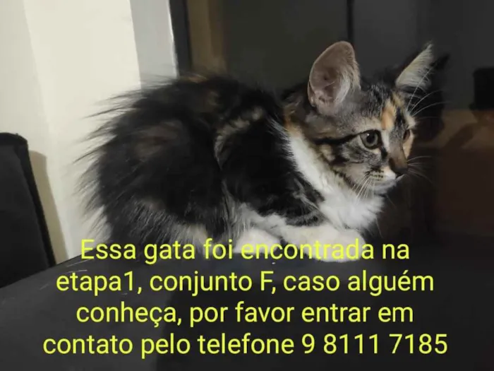 Gato ra a SRD idade Abaixo de 2 meses nome Maze 