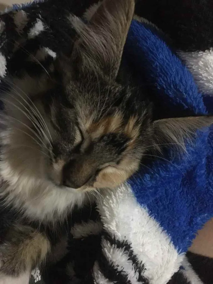 Gato ra a SRD idade Abaixo de 2 meses nome Maze 