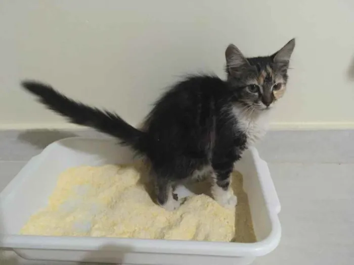 Gato ra a SRD idade Abaixo de 2 meses nome Maze 
