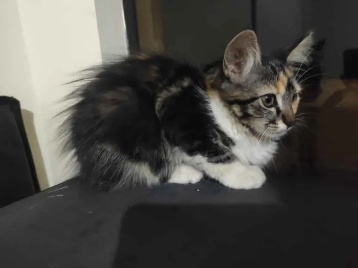 Gato ra a SRD idade Abaixo de 2 meses nome Maze 