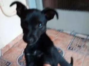 Cachorro raça Pinscher cruzado idade 2 a 6 meses nome Spike