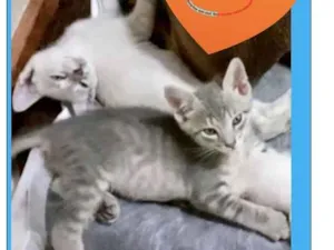 Gato raça SRD-ViraLata idade Abaixo de 2 meses nome Filhotes