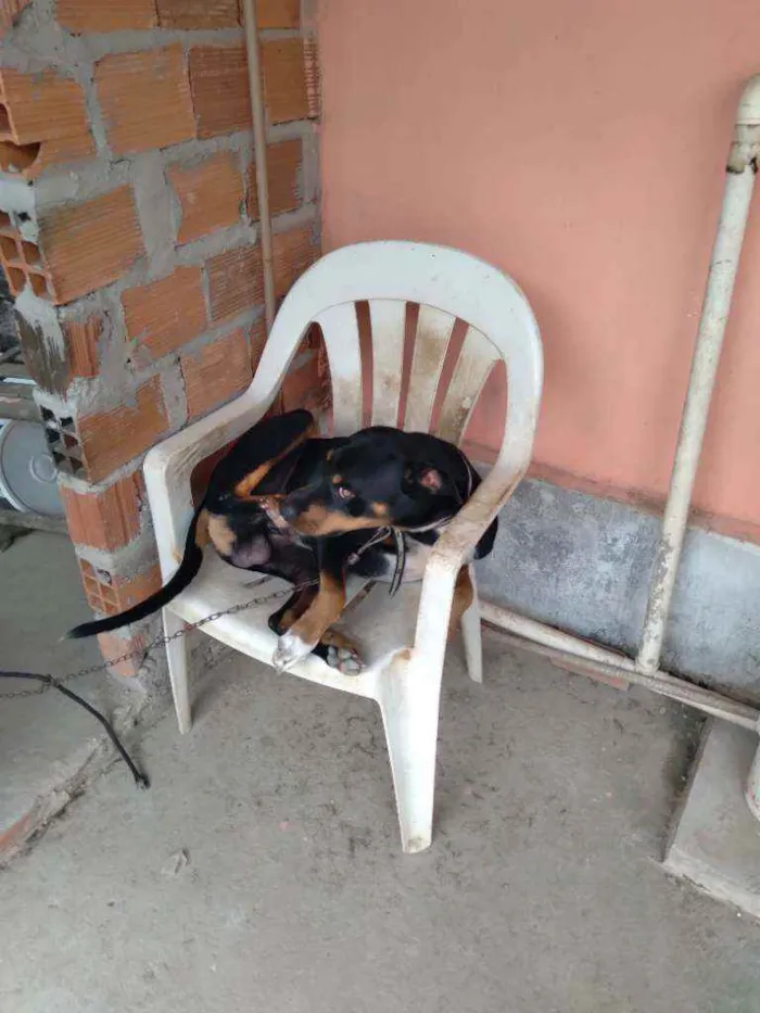 Cachorro raça Rothivale idade 2 anos nome Maylon 