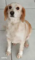 Belinha 
