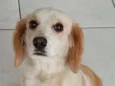 Belinha 