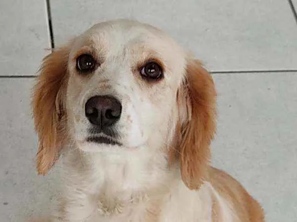 Cachorro ra a Srd idade 3 anos nome Belinha 