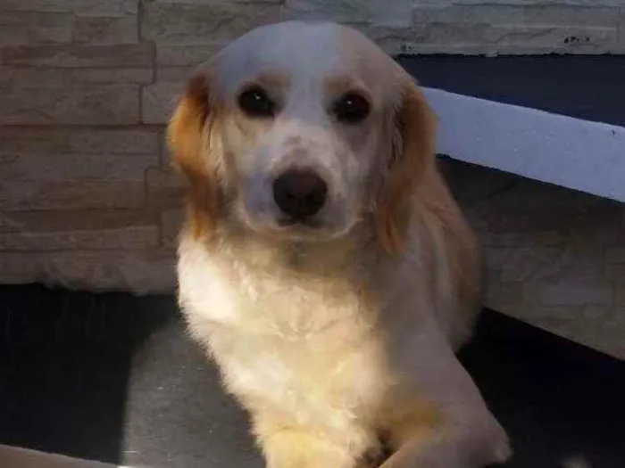 Cachorro ra a Srd idade 3 anos nome Belinha 