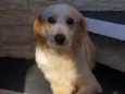 Belinha