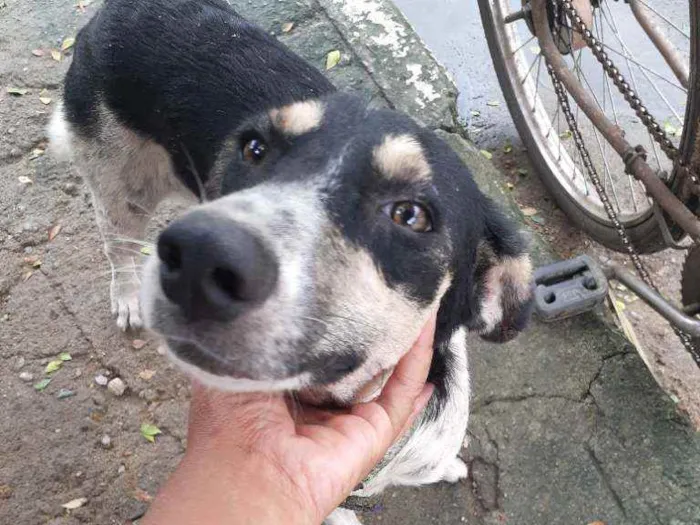 Cachorro ra a Não  sei idade 7 a 11 meses nome Mel