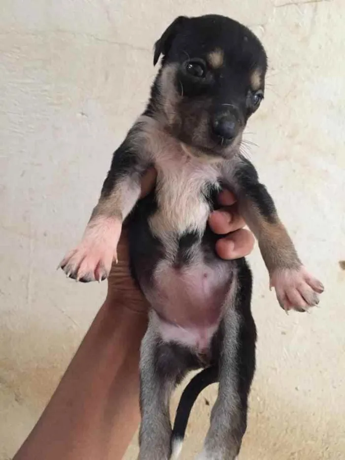 Gato ra a Vira lata idade 2 a 6 meses nome Sem nome 