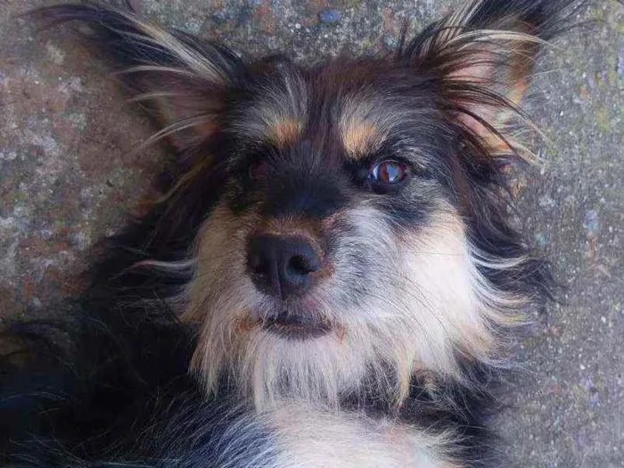 Cachorro ra a SRD peludinha idade 1 ano nome Ameixa