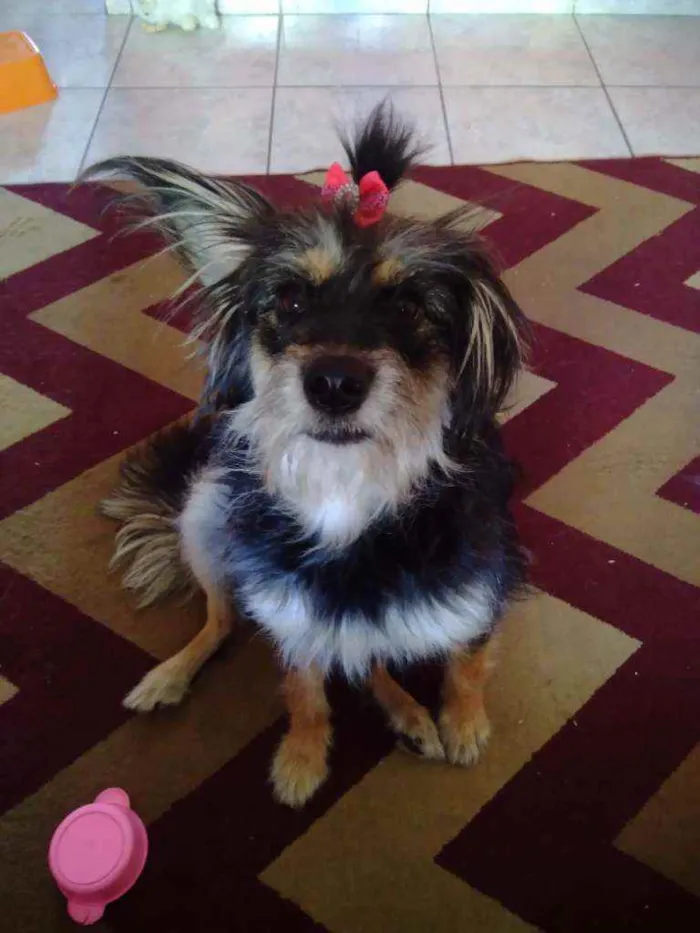Cachorro ra a SRD peludinha idade 1 ano nome Ameixa