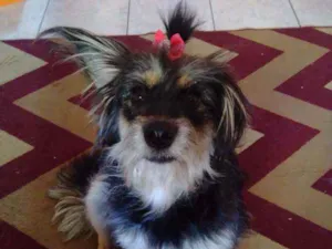 Cachorro raça SRD peludinha idade 1 ano nome Ameixa