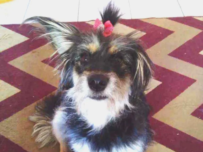 Cachorro ra a SRD peludinha idade 1 ano nome Ameixa