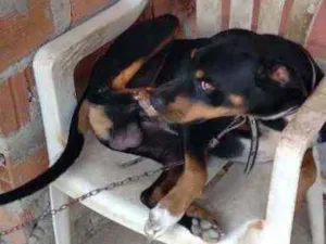 Cachorro raça Rothivale idade 2 anos nome Maylon 