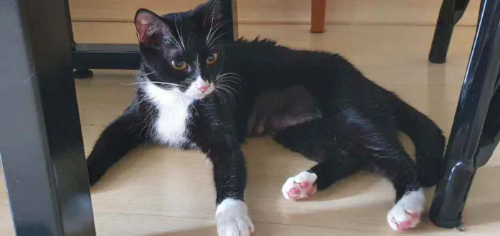 Gato ra a SRD idade 1 ano nome Maia