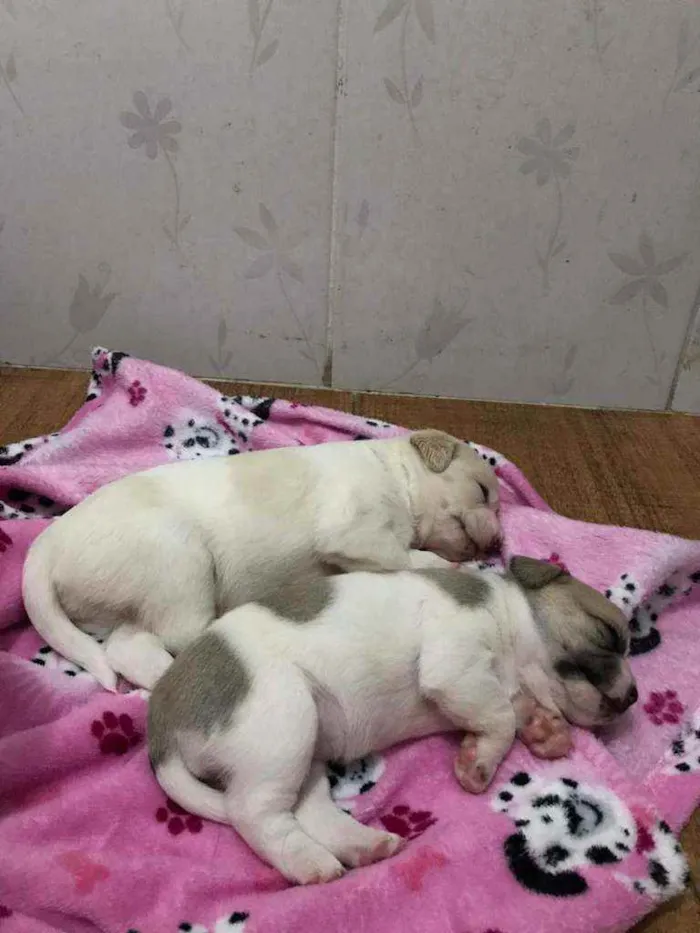 Cachorro raça Misto idade Abaixo de 2 meses nome Bbezinhos