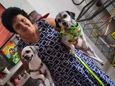 Cachorro ra a Shitzu idade 2 anos nome Nina