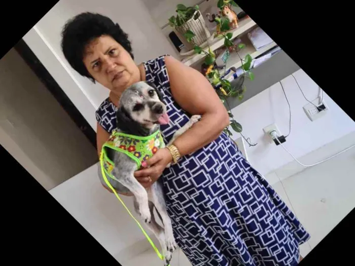 Cachorro ra a Shitzu idade 2 anos nome Nina