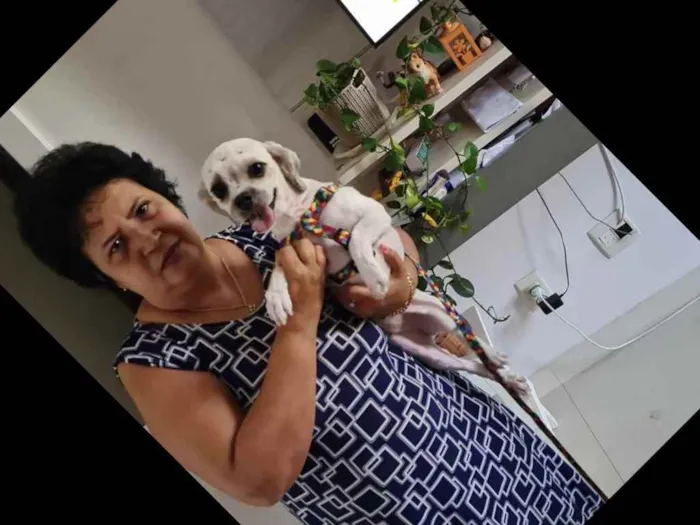 Cachorro ra a Shitzu idade 2 anos nome Nina