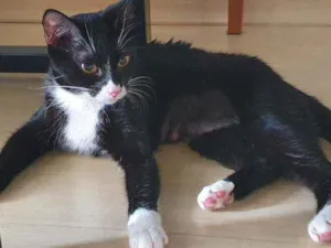 Gato raça SRD idade 1 ano nome Maia