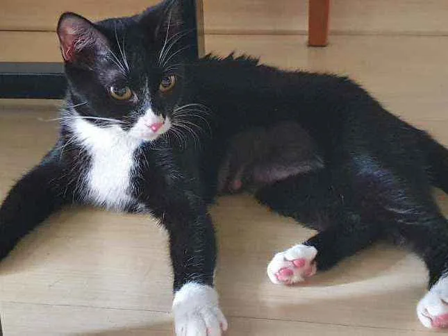 Gato ra a SRD idade 1 ano nome Maia