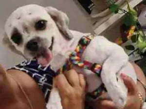 Cachorro raça Shitzu idade 2 anos nome Nina