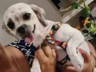 Cachorro ra a Shitzu idade 2 anos nome Nina