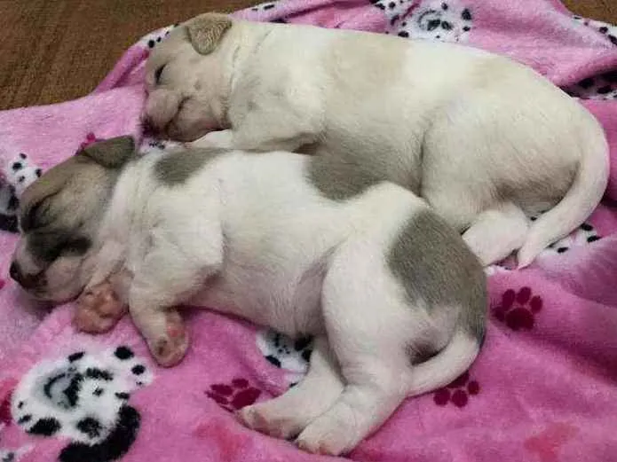 Cachorro raça Misto idade Abaixo de 2 meses nome Bbezinhos