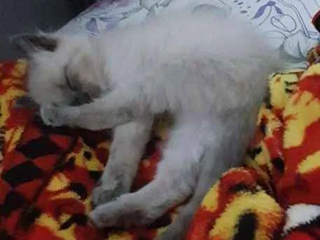 Gato ra a Não sei idade Abaixo de 2 meses nome Amora