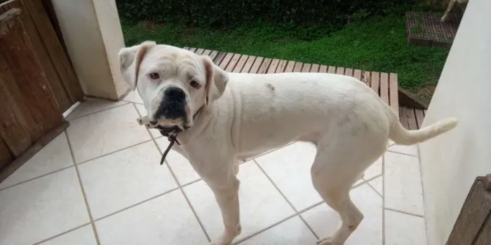 Cachorro ra a Boxer idade 4 anos nome Pipoca