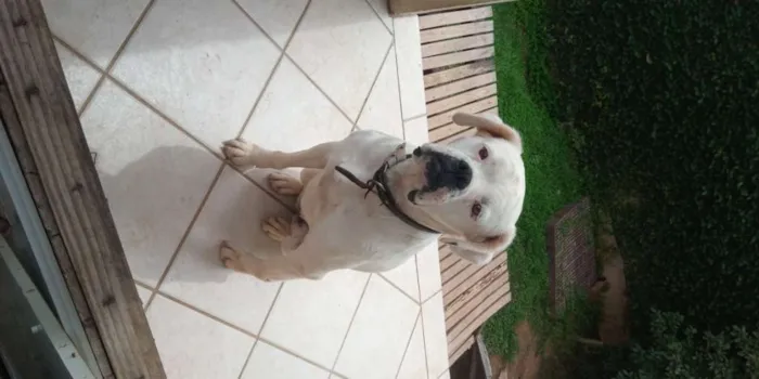 Cachorro ra a Boxer idade 4 anos nome Pipoca