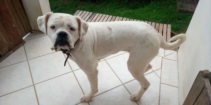 Cachorro ra a Boxer idade 4 anos nome Pipoca