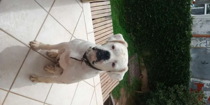 Cachorro ra a Boxer idade 4 anos nome Pipoca