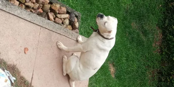 Cachorro ra a Boxer idade 4 anos nome Pipoca