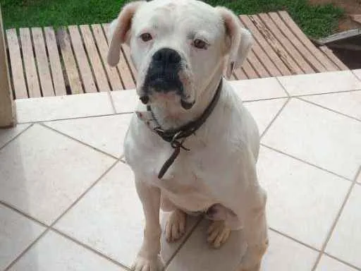 Cachorro ra a Boxer idade 4 anos nome Pipoca