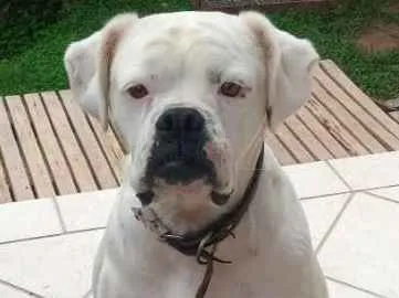 Cachorro ra a Boxer idade 4 anos nome Pipoca