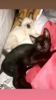 Gatinhos