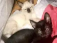 Gatinhos