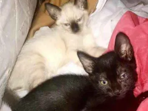 Gato raça  idade 2 a 6 meses nome Gatinhos